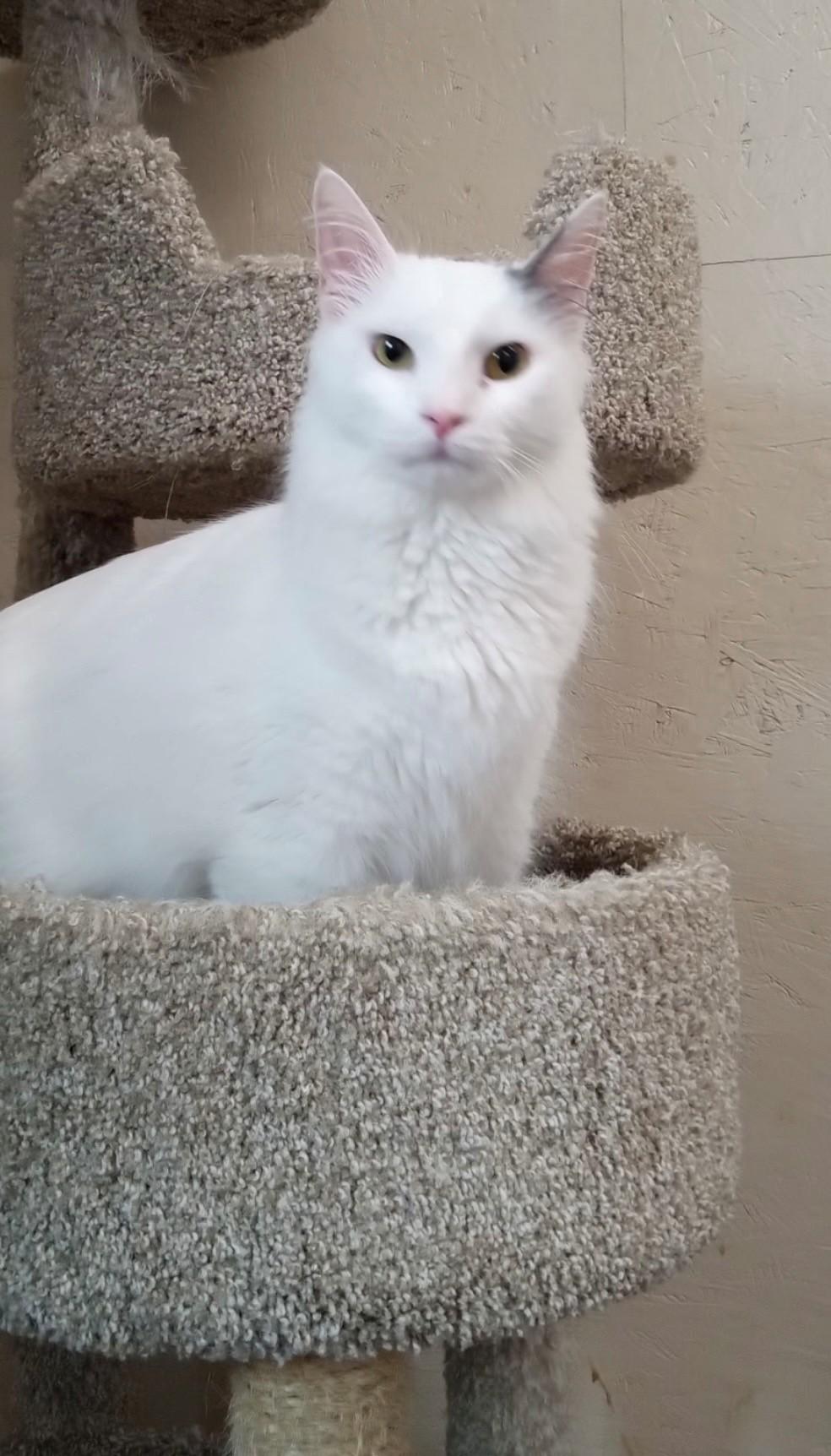 Mac, Adoptable, Adult Male Domestic Short Hair.