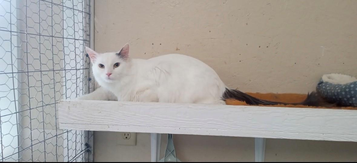 Enlarge Mac, a Adoptable Domestic Short Hair in Walworth, WI image 2/2