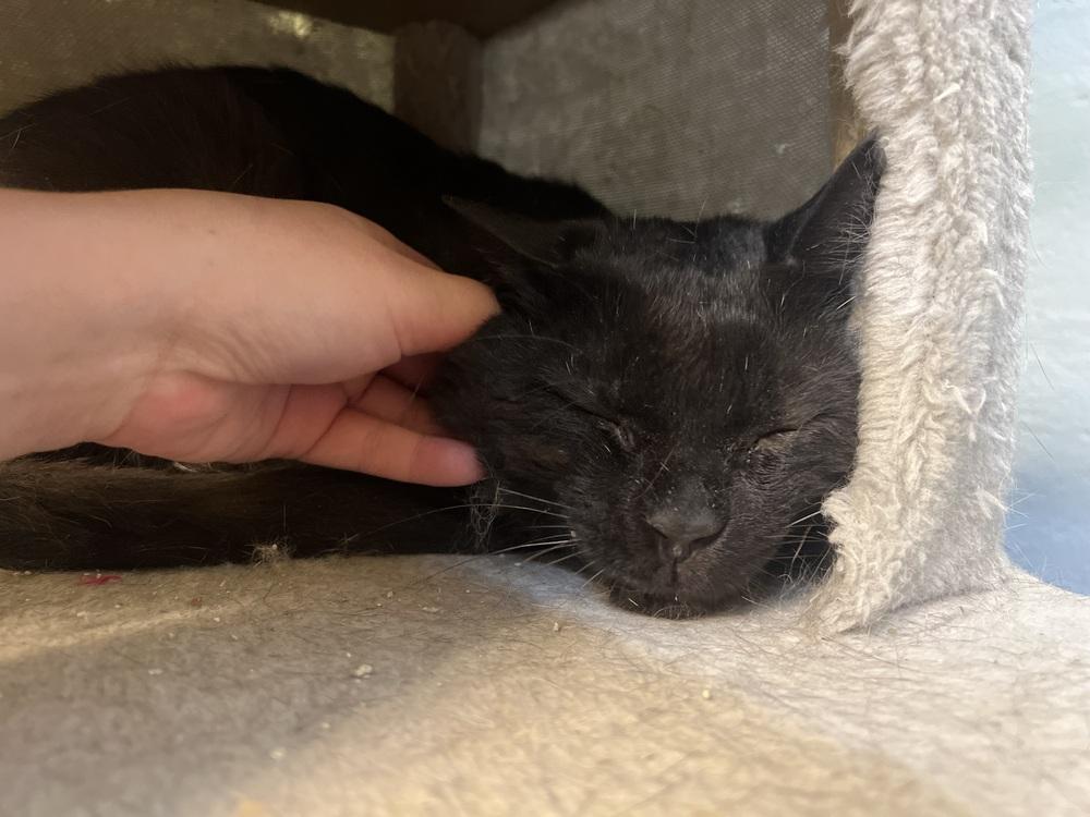 Rocky, Adoptable, Adult Male Domestic Short Hair.