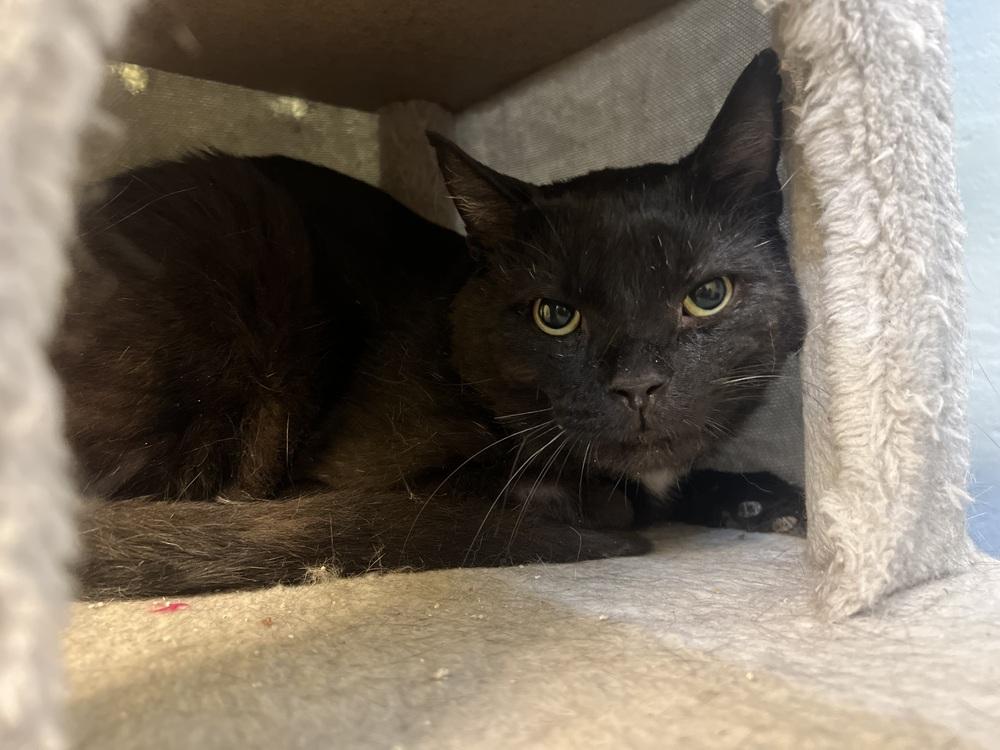 Enlarge Rocky, a Adoptable mixed breed in West Mifflin, PA image 2/4