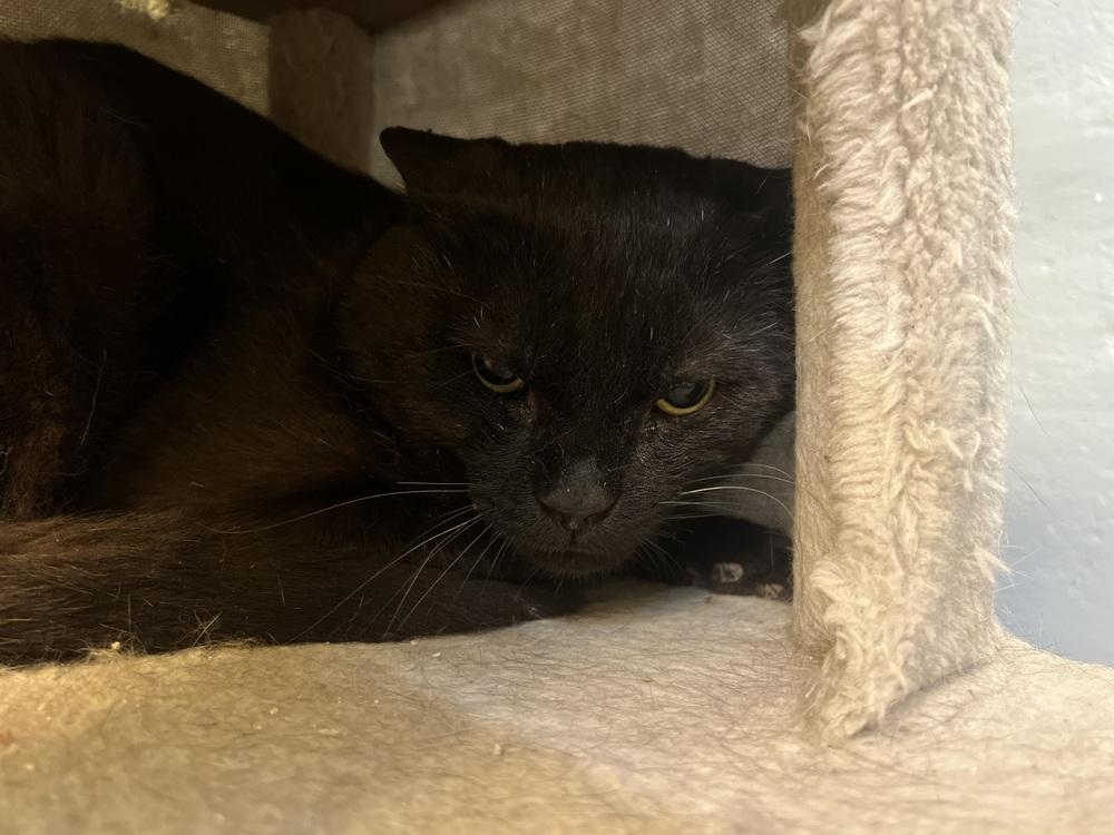 Enlarge Rocky, a Adoptable mixed breed in West Mifflin, PA image 3/4