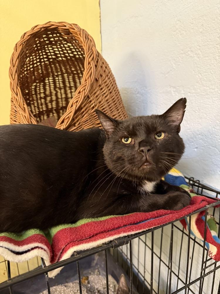 Enlarge Rocky, a Adoptable mixed breed in West Mifflin, PA image 4/4