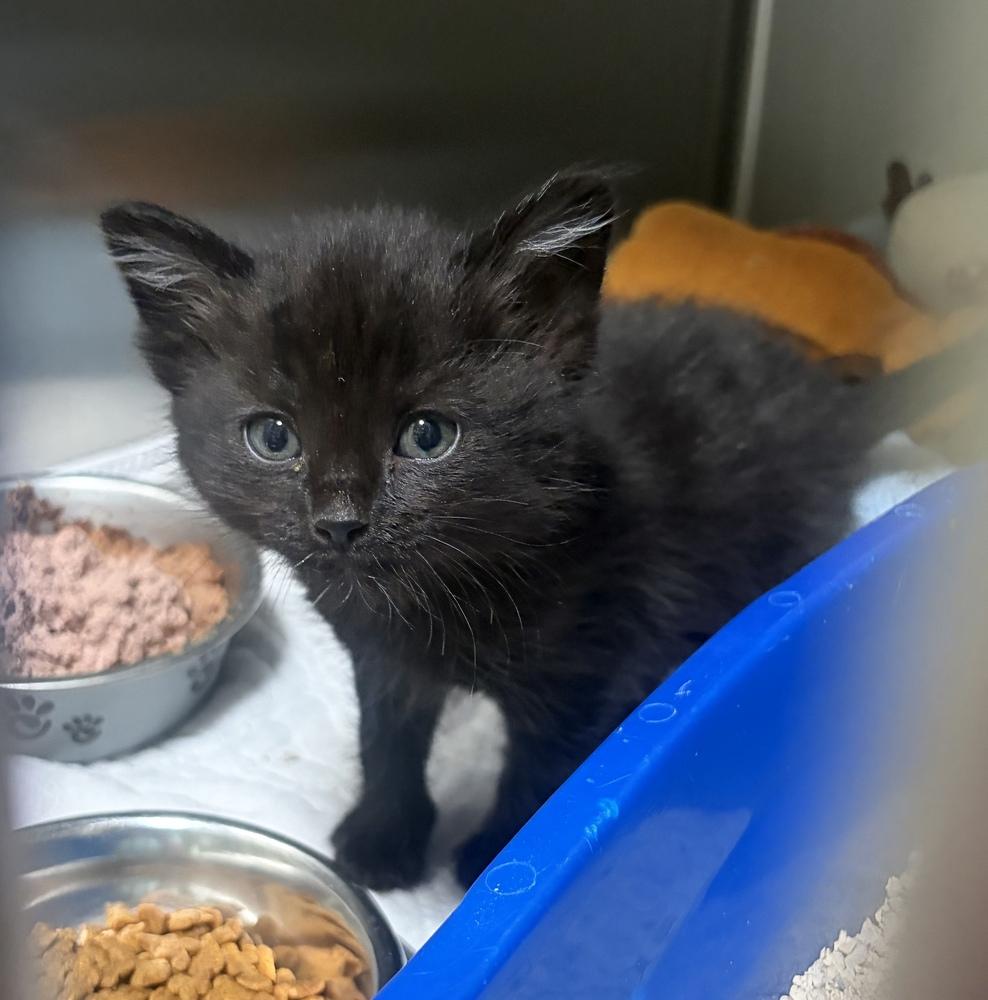 Shark, Adoptable, Kitten Male Domestic Short Hair.
