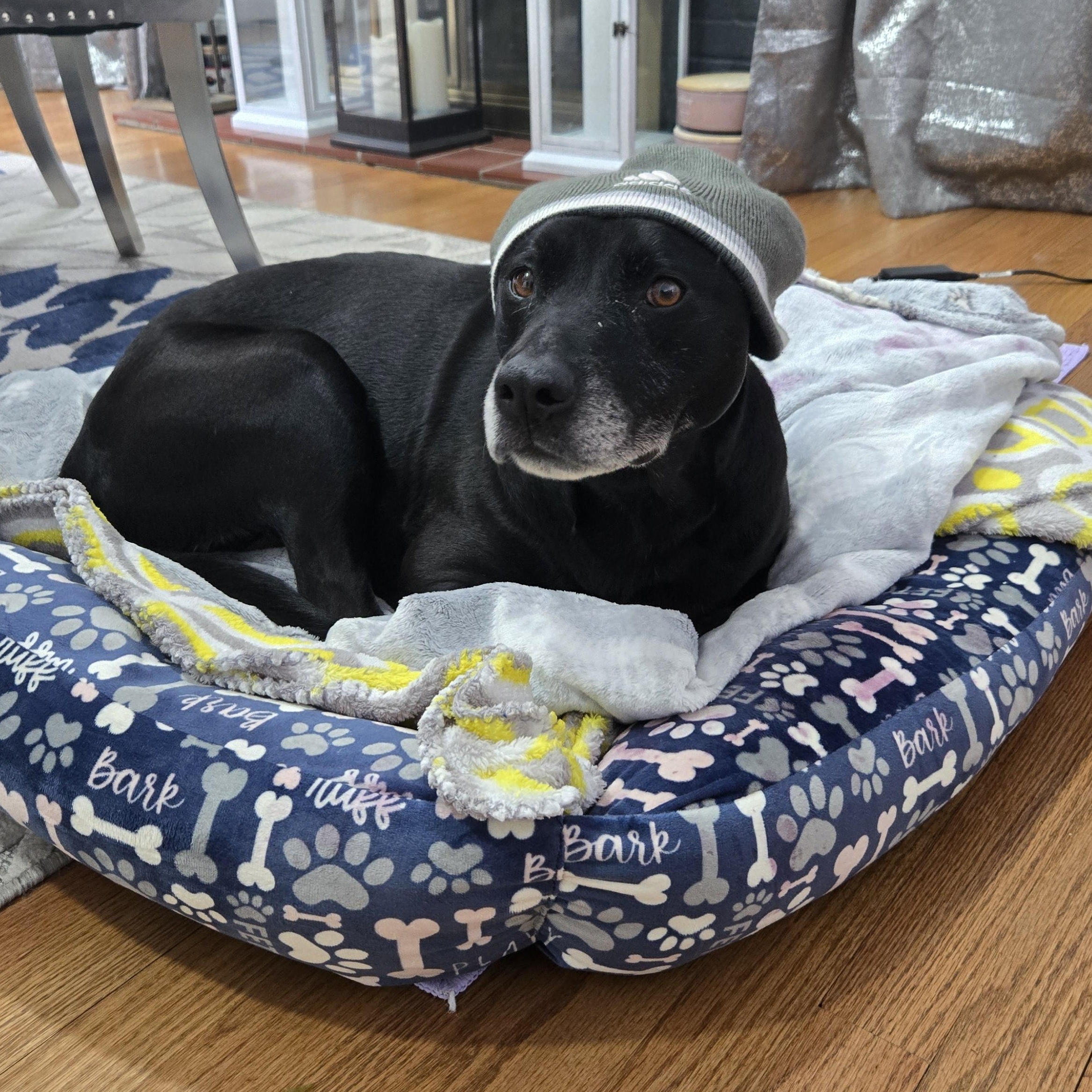 Gisele, a ADOPTABLE mixed breed in Taunton, MA image 4/4