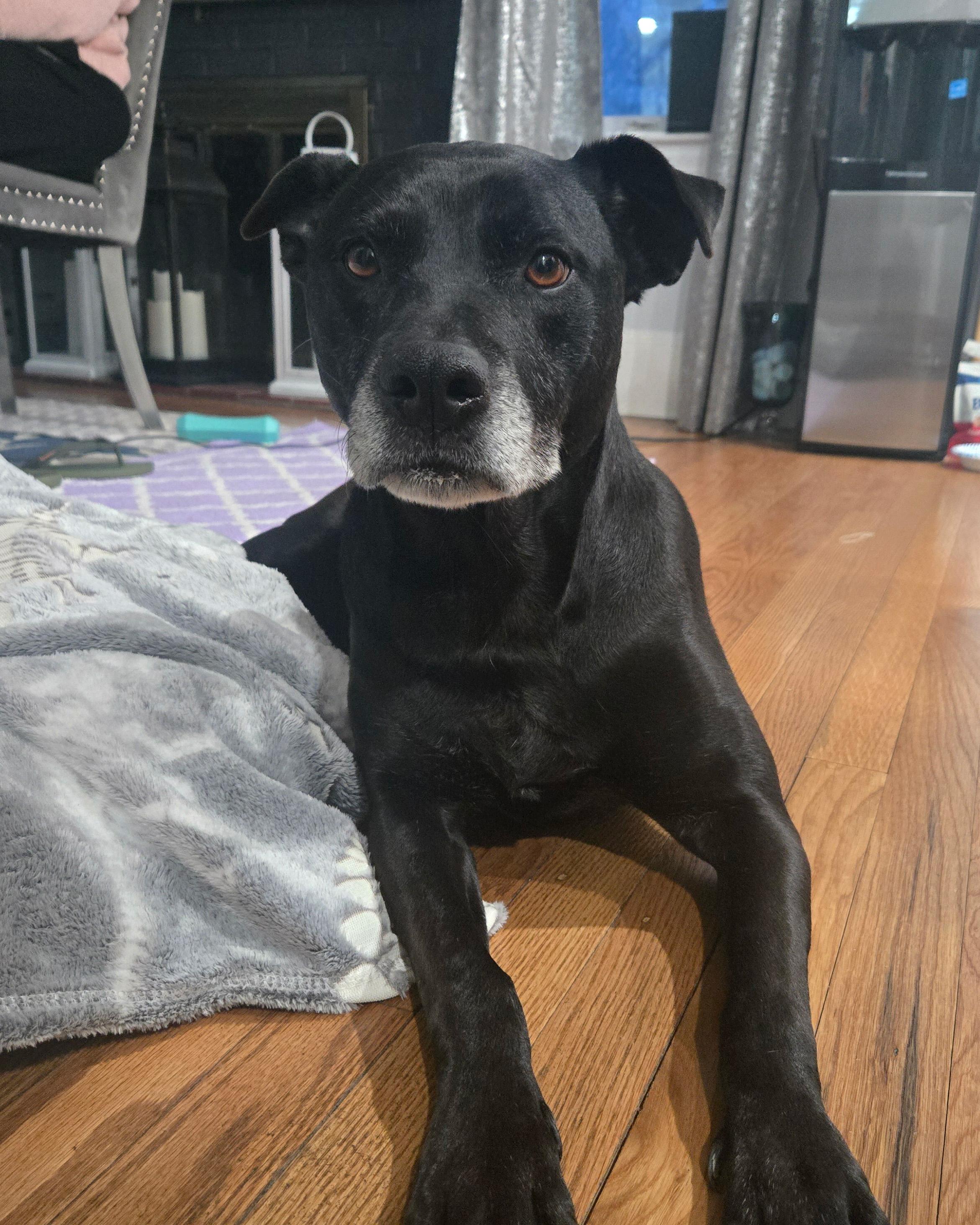 Gisele, a ADOPTABLE mixed breed in Taunton, MA image 1/4