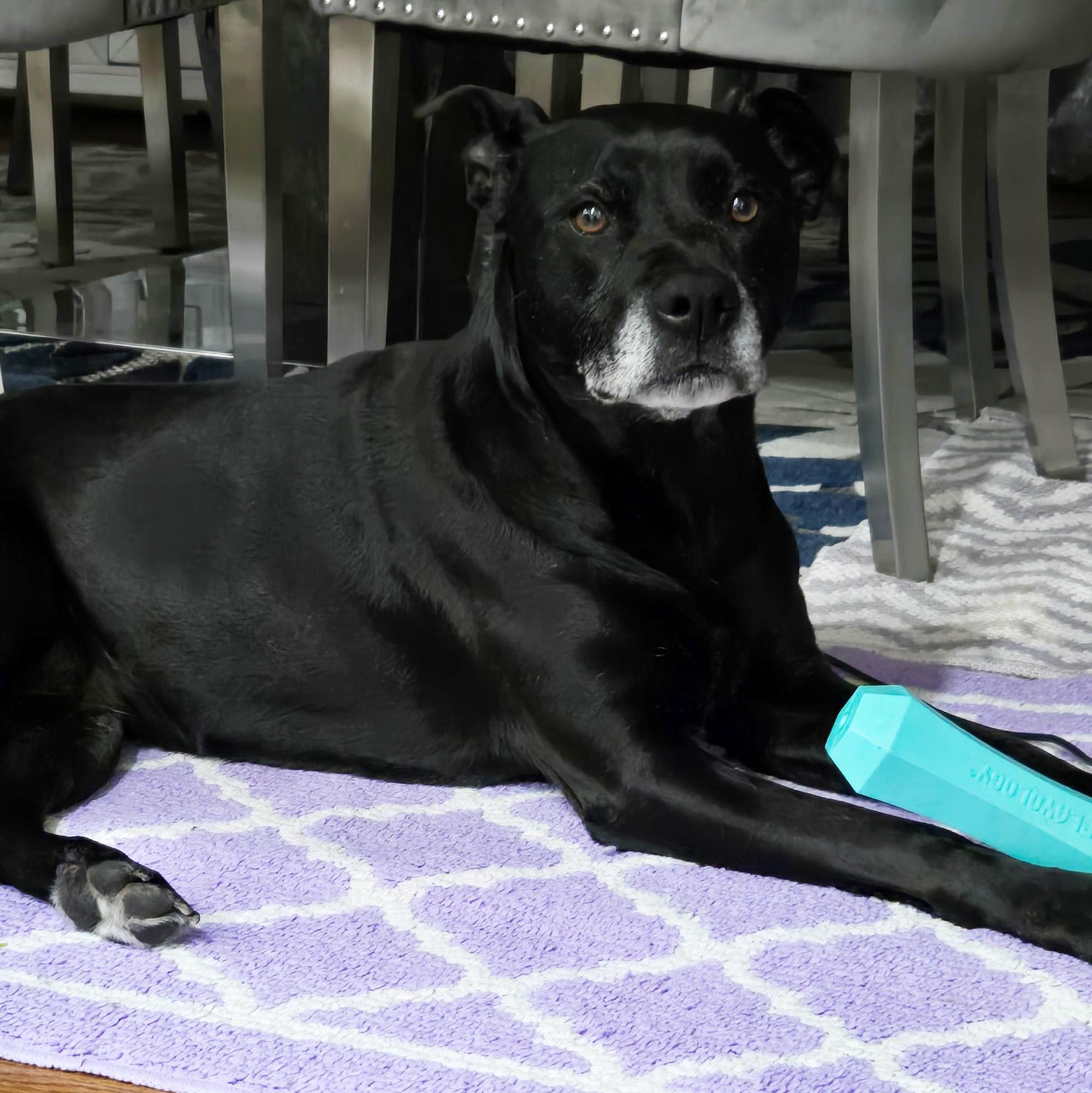 Gisele, a ADOPTABLE mixed breed in Taunton, MA image 3/4