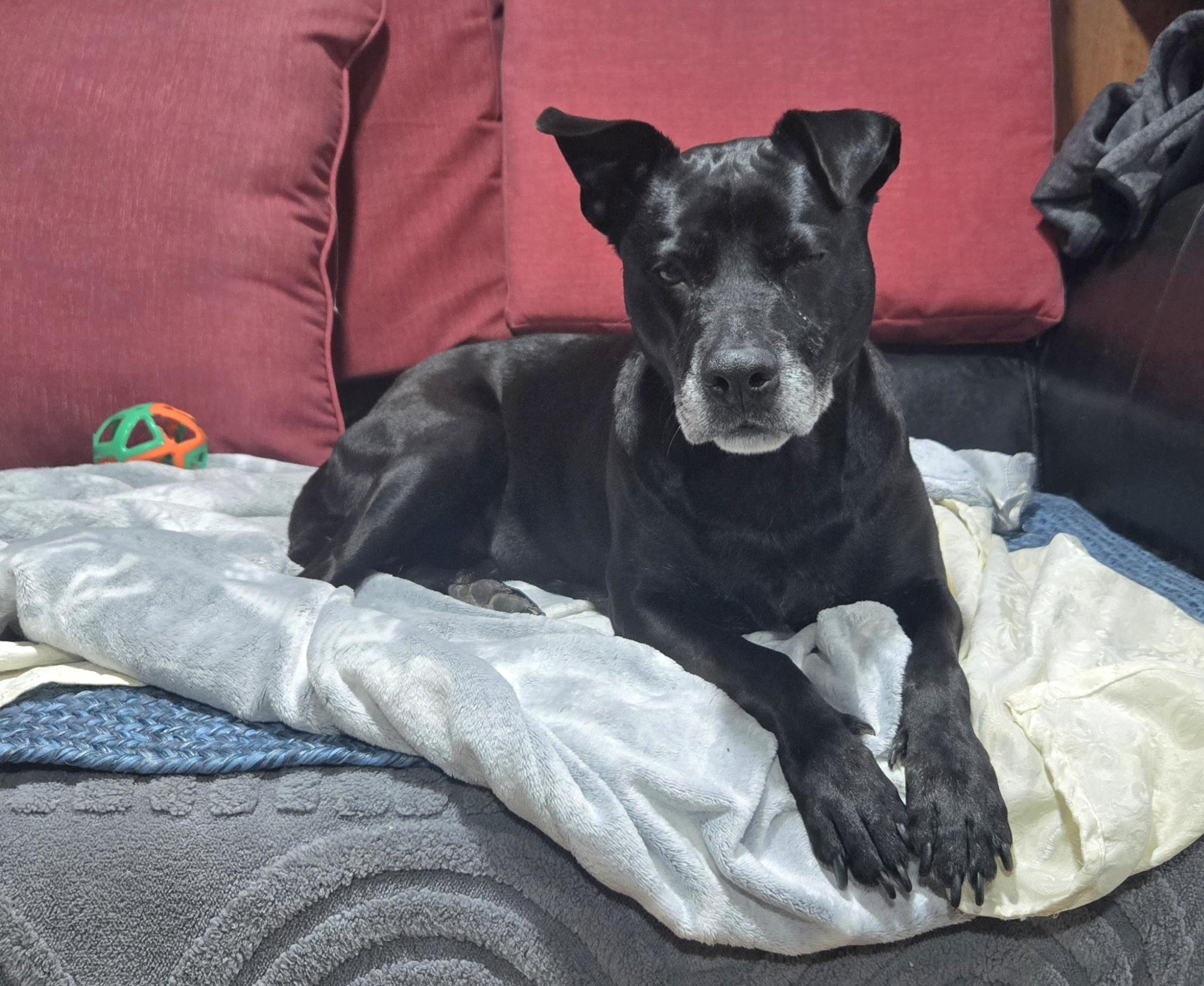 Gisele, a ADOPTABLE mixed breed in Taunton, MA image 2/4