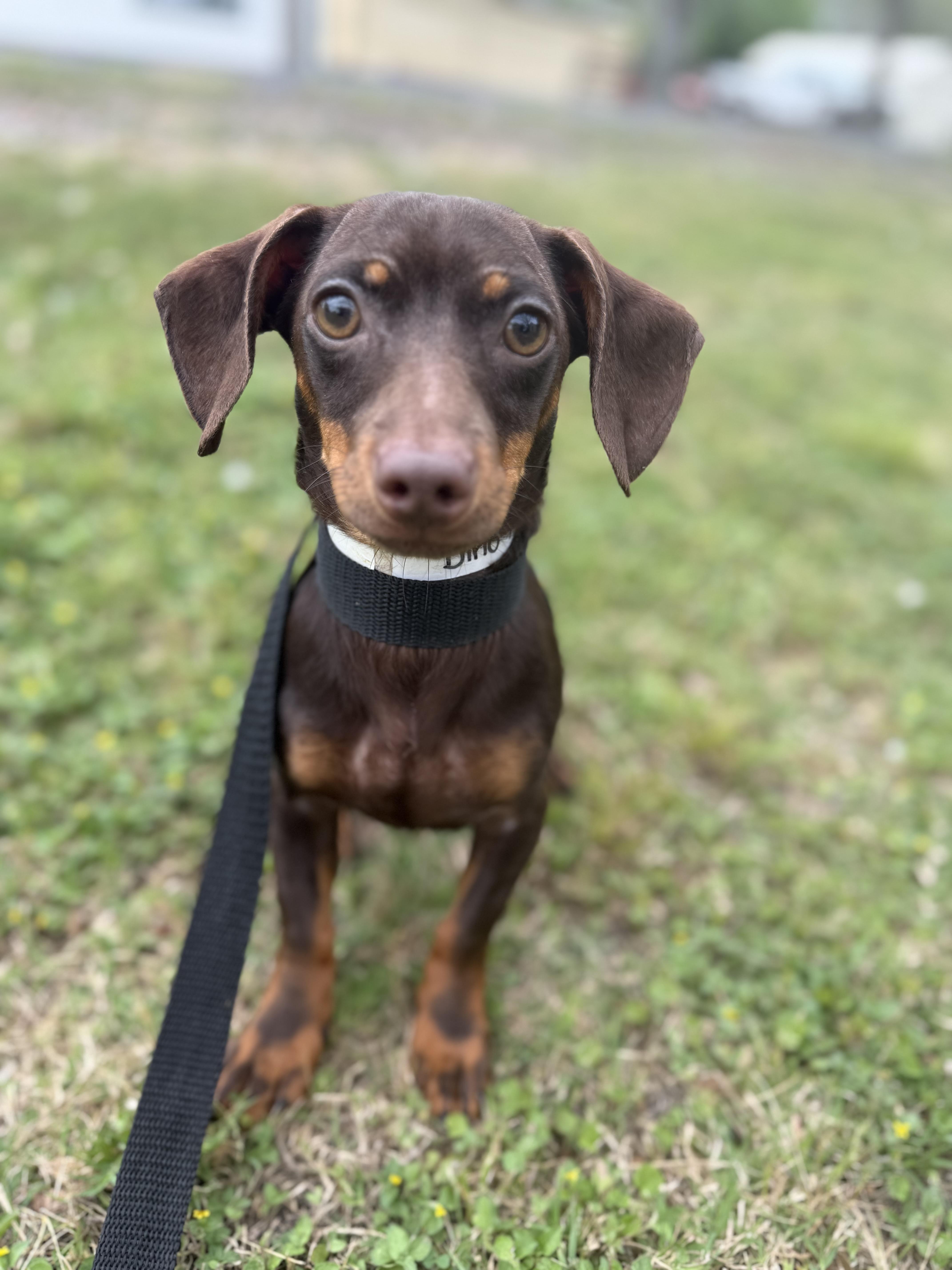 Dino, an adoptable mixed breed in Westerly, RI image 1/2