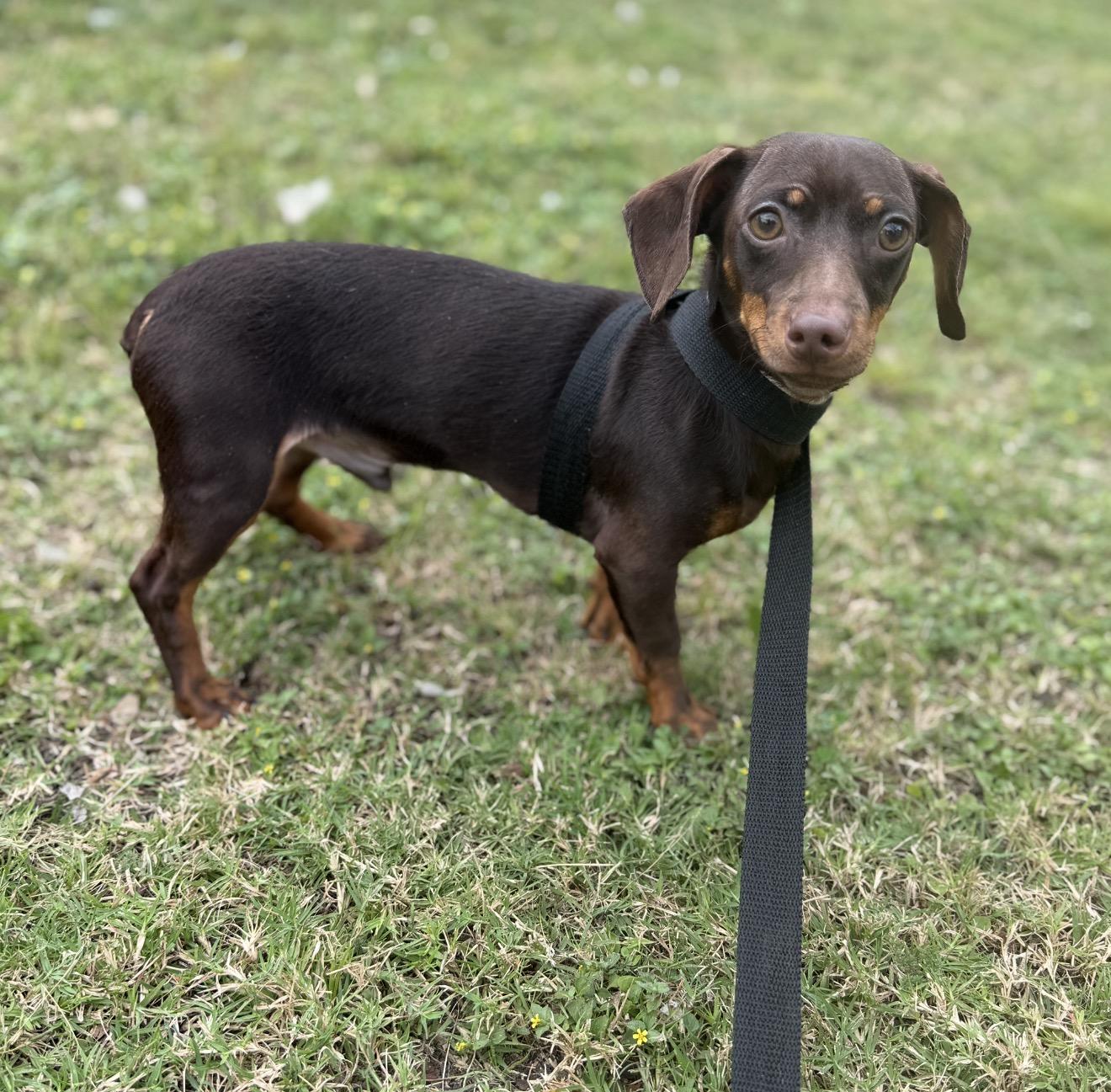 Dino, an adoptable mixed breed in Westerly, RI image 2/2