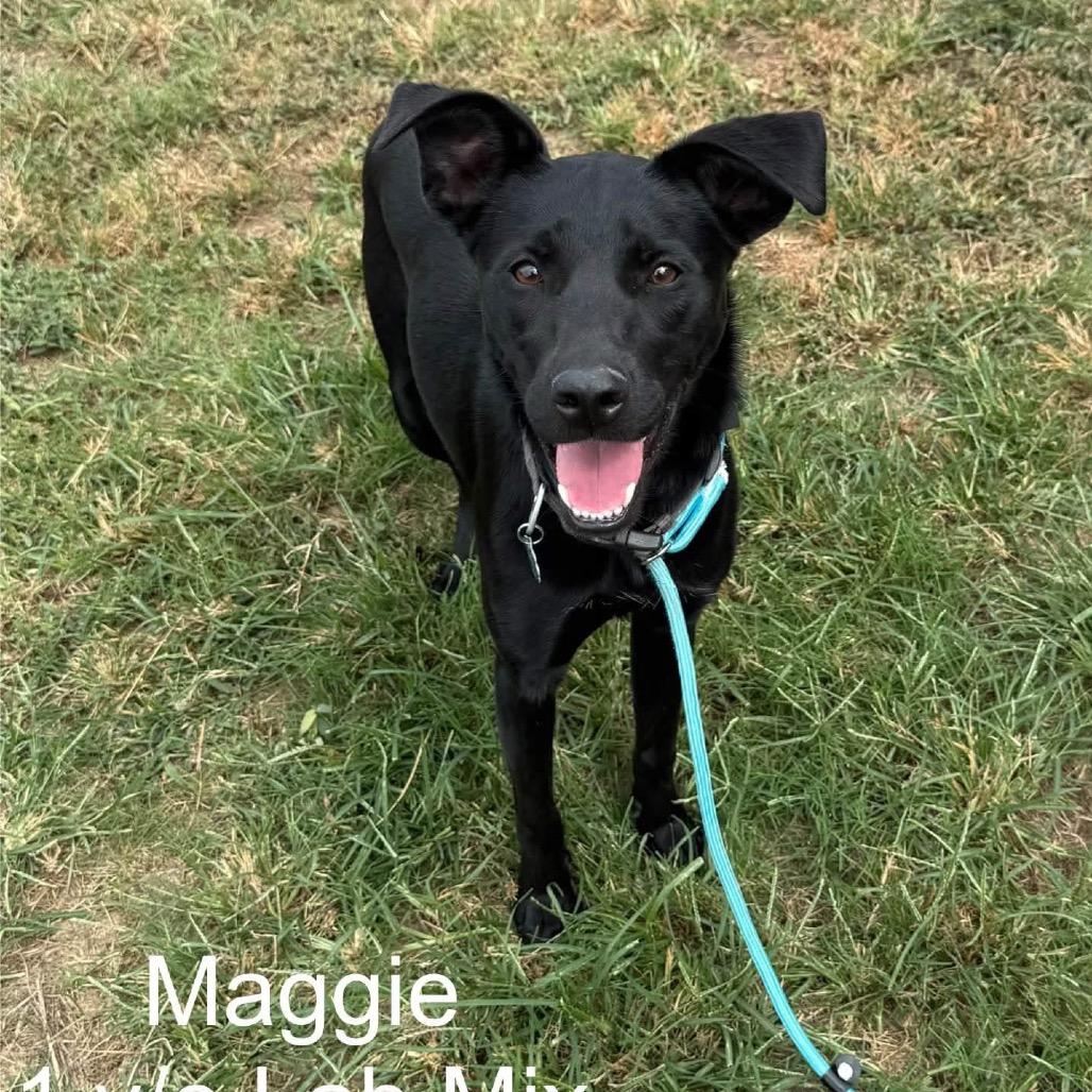 Maggie, Adoptable, Young Female Black Labrador Retriever.