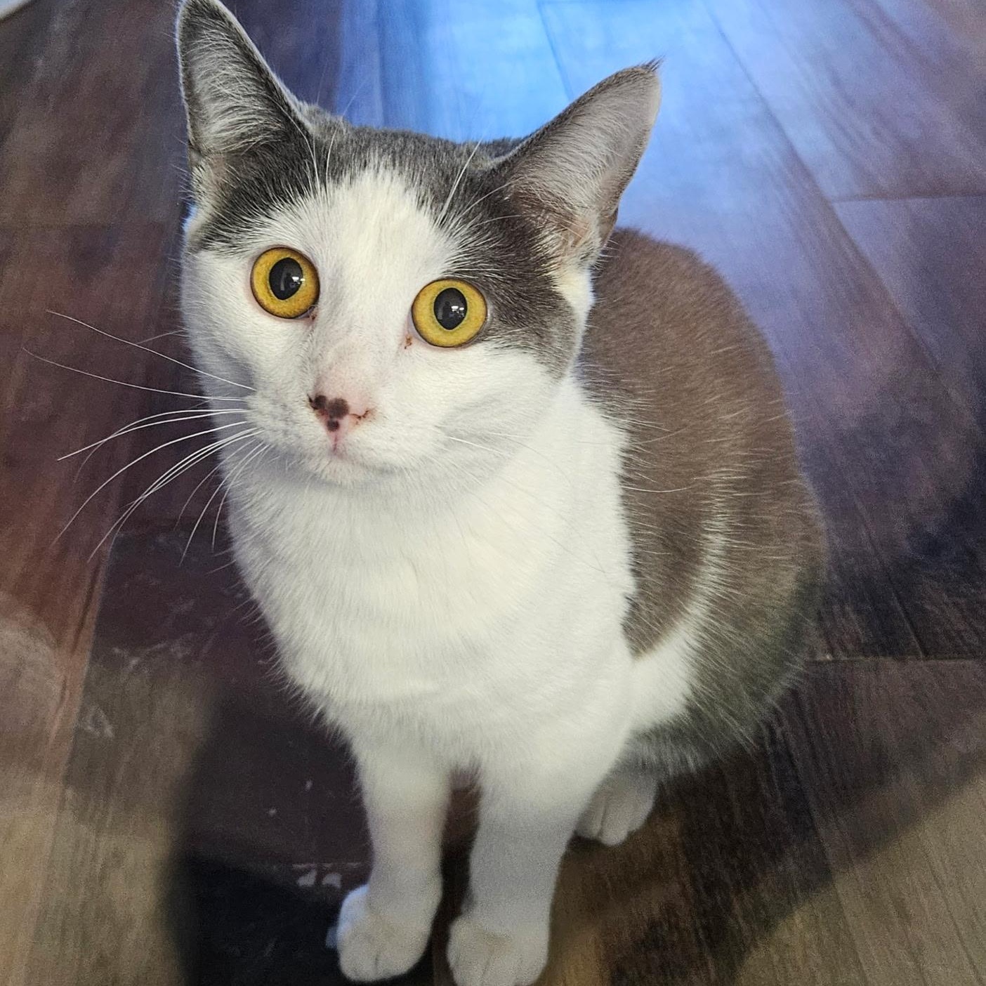 Margot, ADOPTABLE, Young Female Domestic Short Hair.