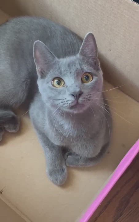 Enlarge Butter, a Adopted Domestic Short Hair in Orlando, FL video 6/12