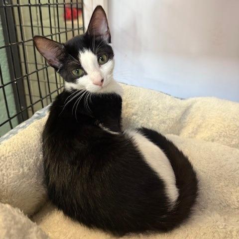 Celeste (1), Adoptable, Kitten Female Domestic Short Hair.