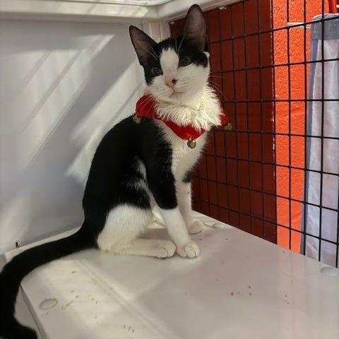 Enlarge Celeste (1), a Adoptable Domestic Short Hair in Sarasota, FL image 2/3