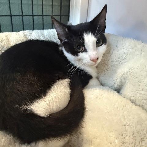 Enlarge Celeste (1), a Adoptable Domestic Short Hair in Sarasota, FL image 3/3