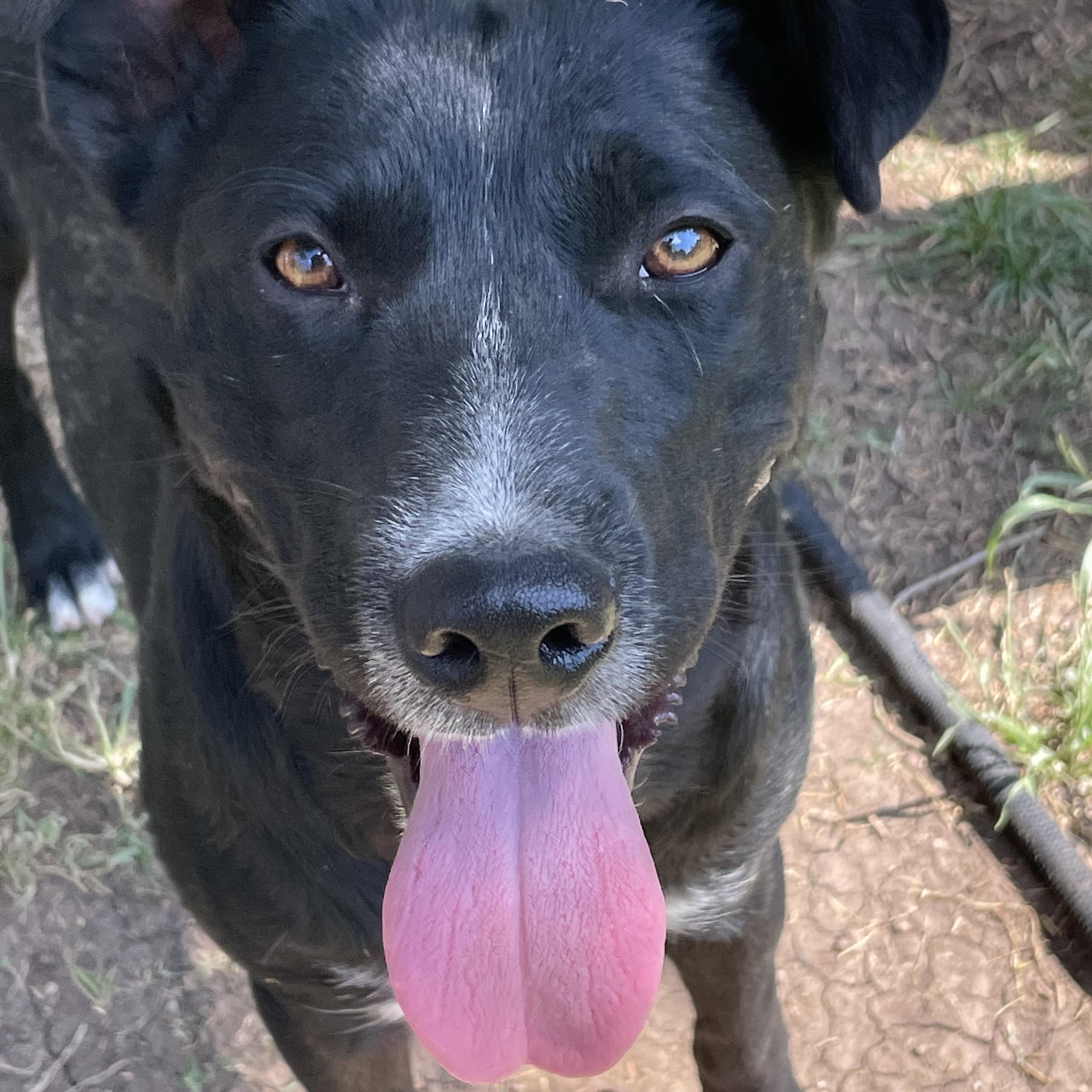Bridgett, Adopted, Young Female Cattle Dog.