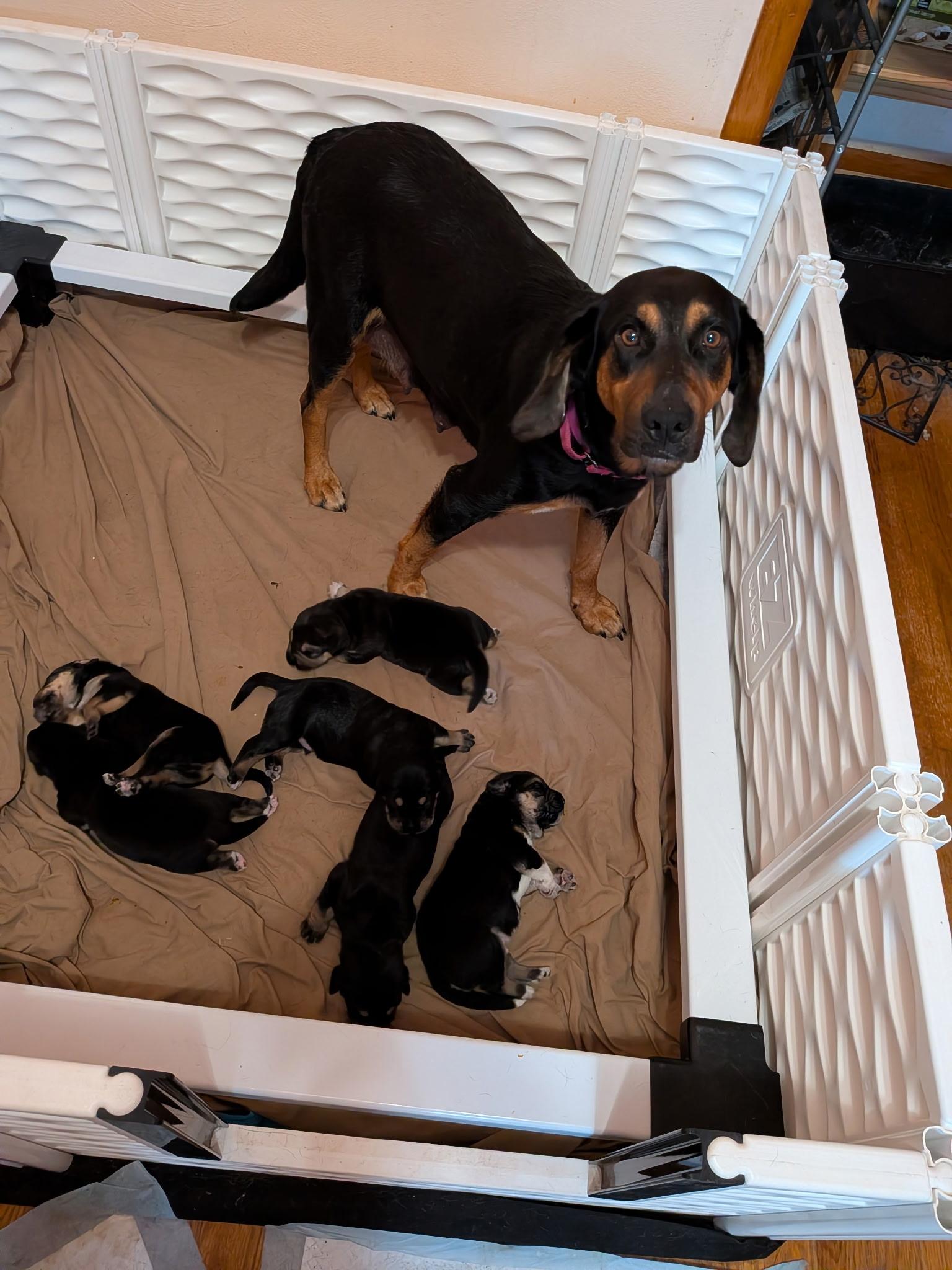 Enlarge Bonnie, a Adoptable Coonhound in Muncie, IN image 4/4