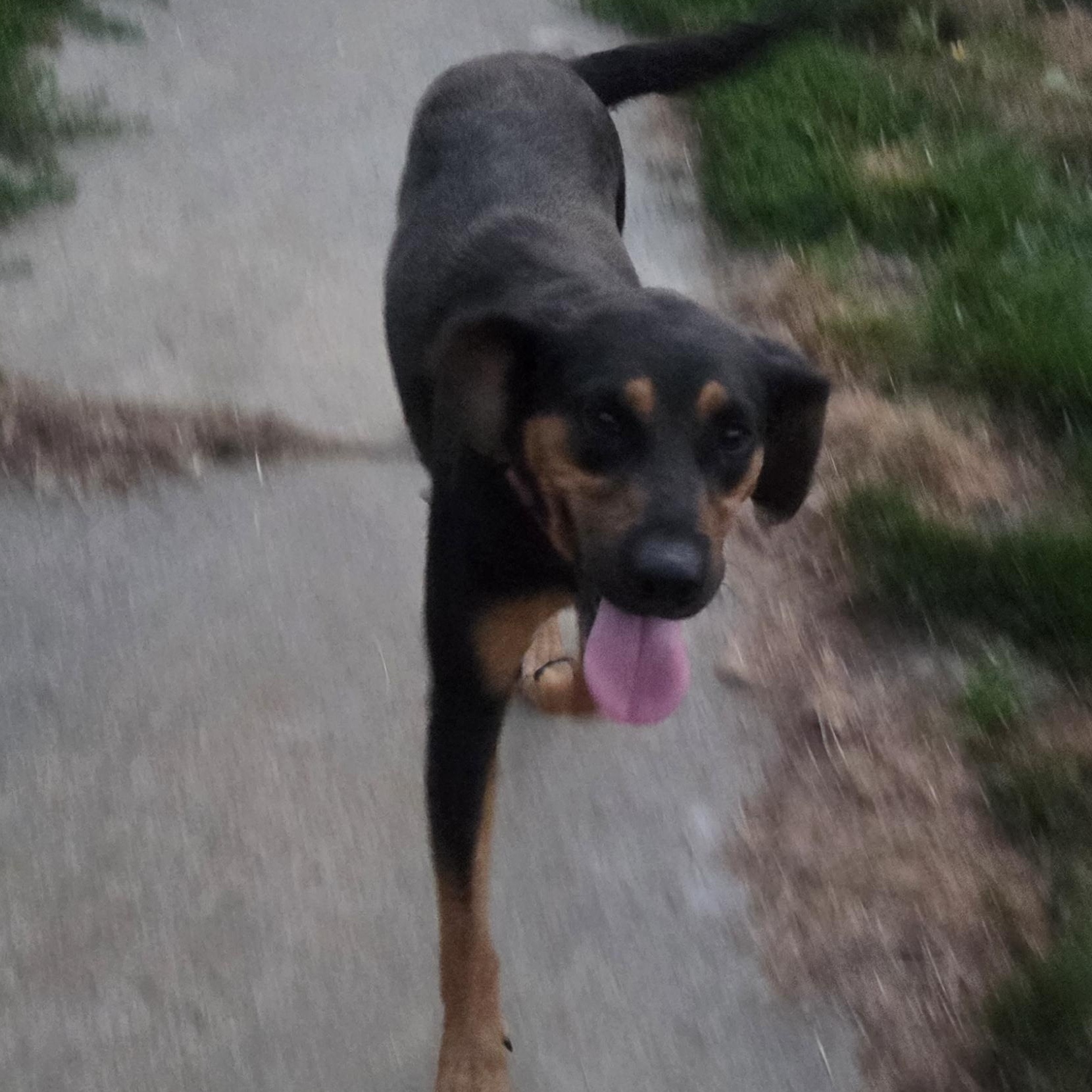 Enlarge Bonnie, a Adoptable Coonhound in Muncie, IN image 2/4