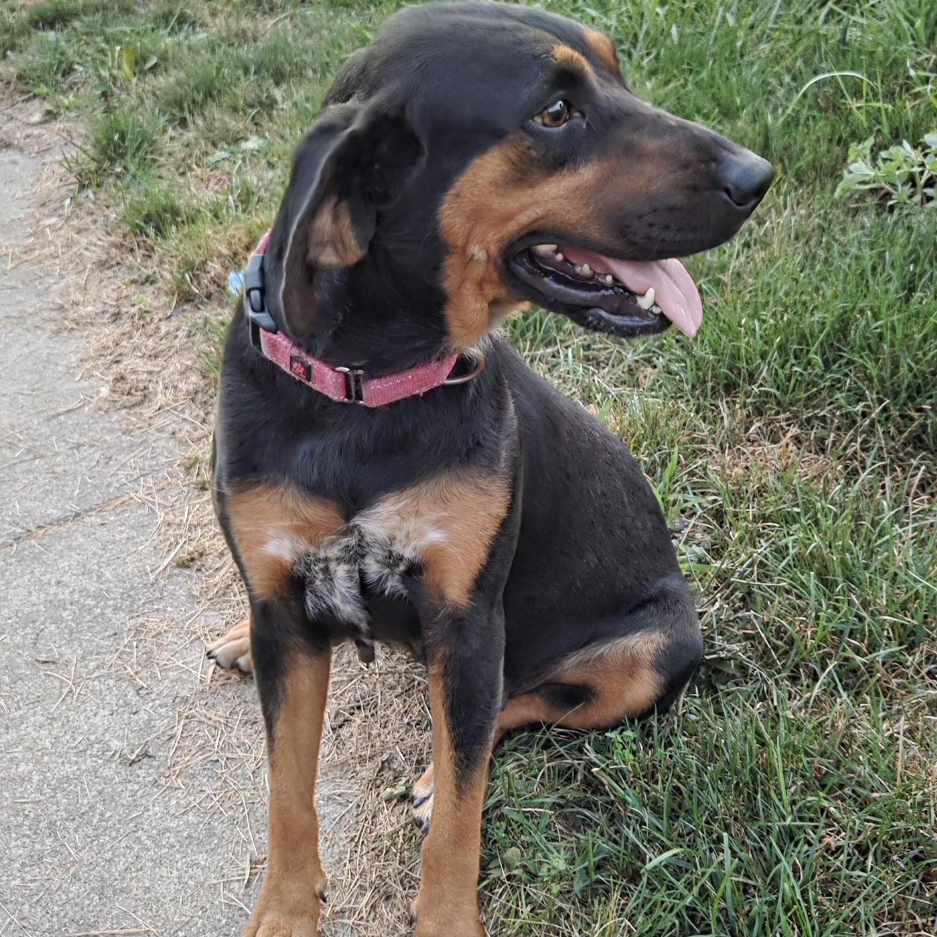 Enlarge Bonnie, a Adoptable Coonhound in Muncie, IN image 1/4