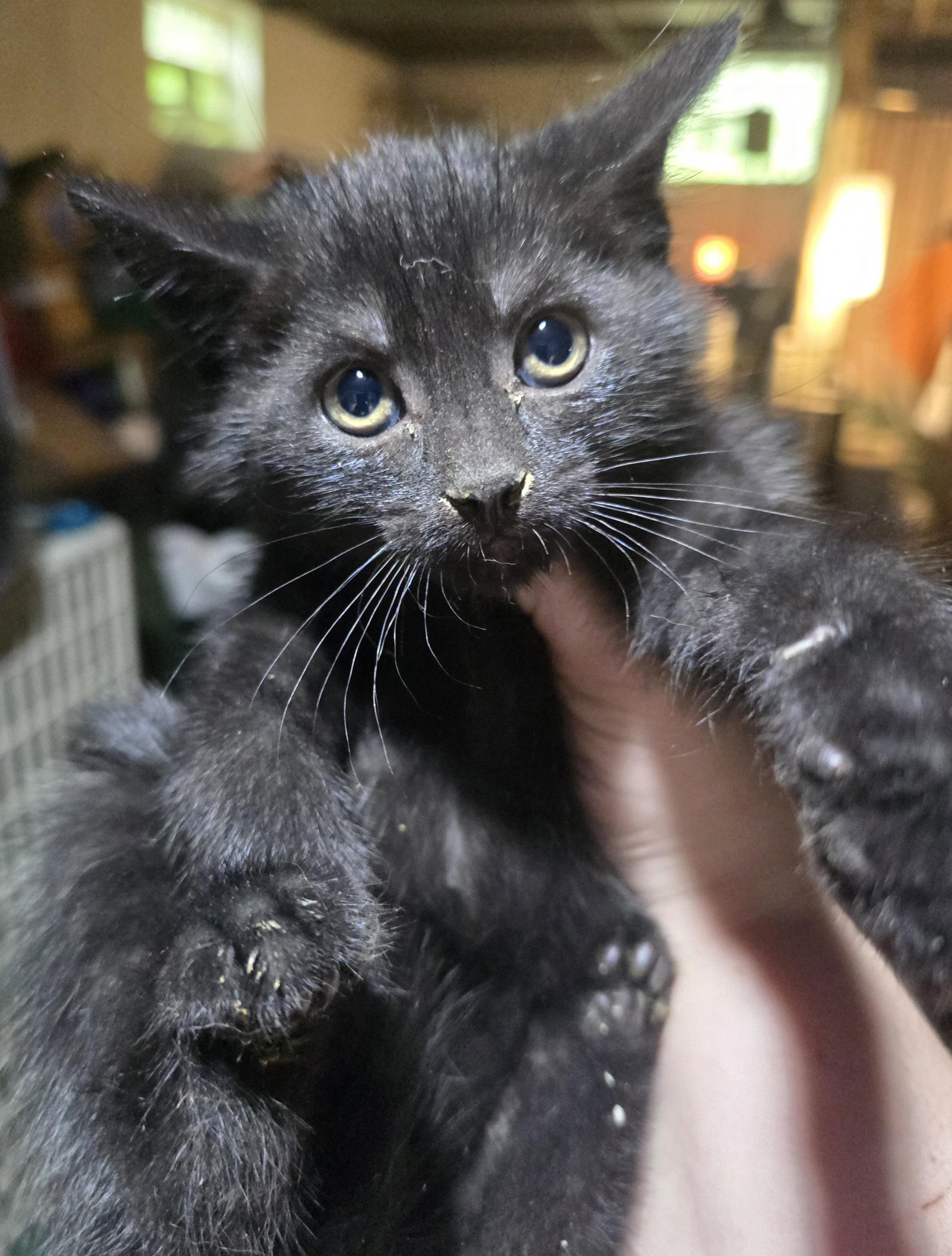 Enlarge Blackwidow, a ADOPTABLE Domestic Short Hair in Elizabeth, PA image 1/3