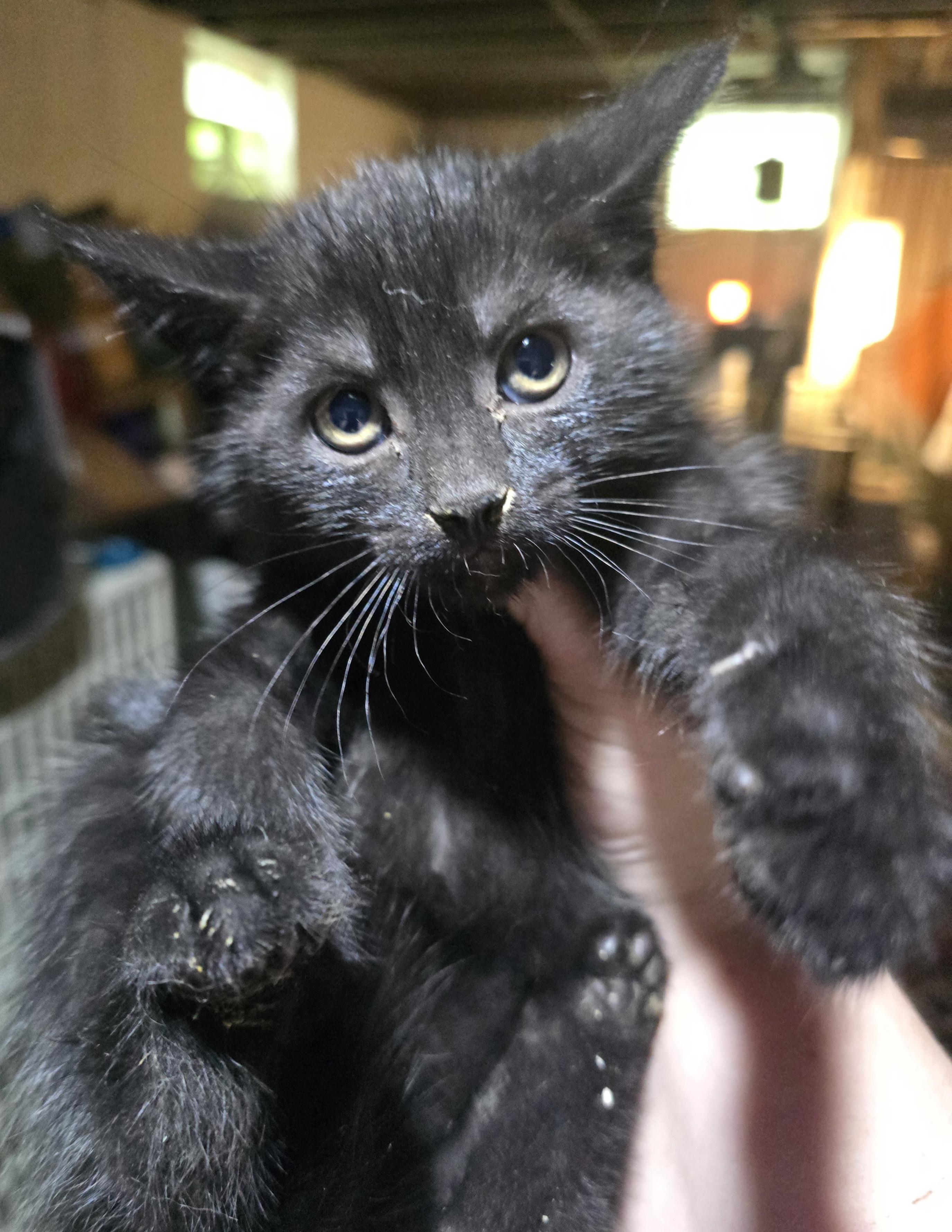 Enlarge Blackwidow, a ADOPTABLE Domestic Short Hair in Elizabeth, PA image 2/3