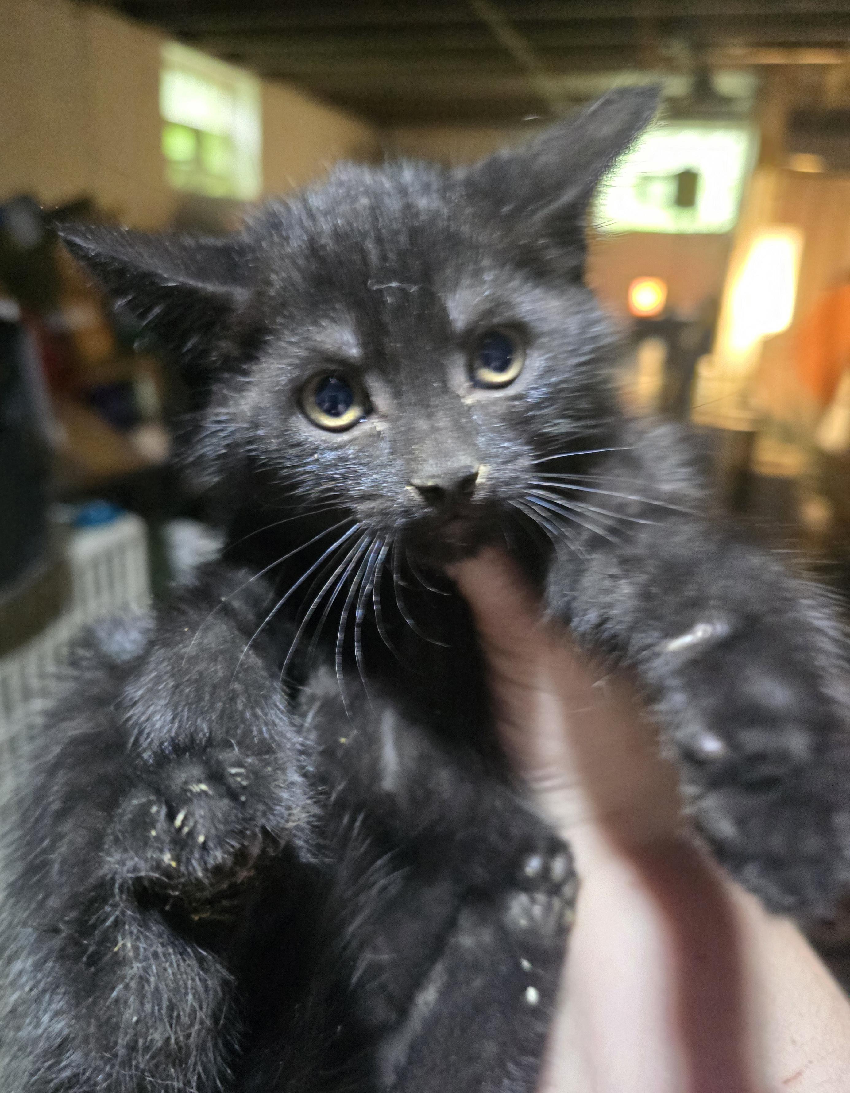 Enlarge Blackwidow, a ADOPTABLE Domestic Short Hair in Elizabeth, PA image 3/3