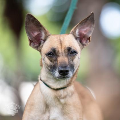 Sky, Adoptable, Adult Female Terrier & Mixed Breed.