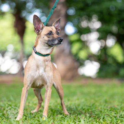 Enlarge Sky, a Adoptable mixed breed in Honolulu, HI image 2/2
