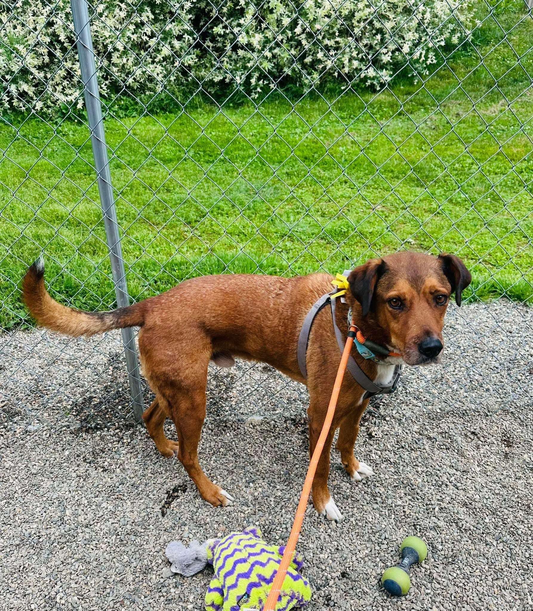 Terro, an adoptable Mixed Breed in Brooks, ME, 04921 | Photo Image 1