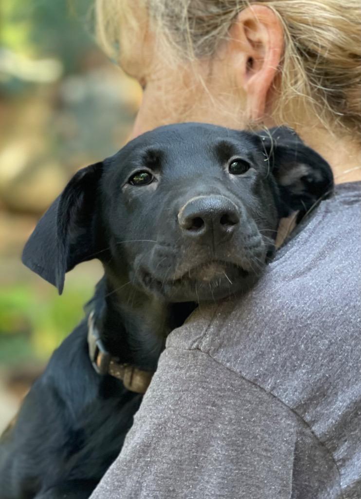 Becka, a Adoptable mixed breed in Gilmer, TX image 1/6