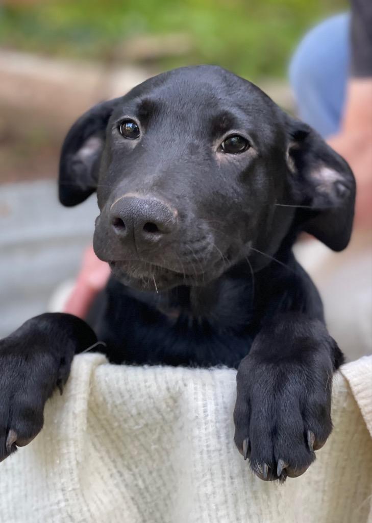 Becka, a Adoptable mixed breed in Gilmer, TX image 2/6
