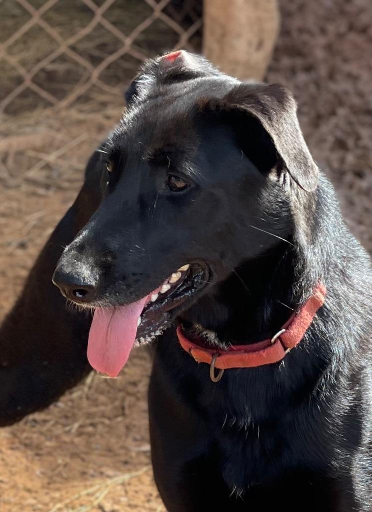 Becka, a Adoptable mixed breed in Gilmer, TX image 3/6