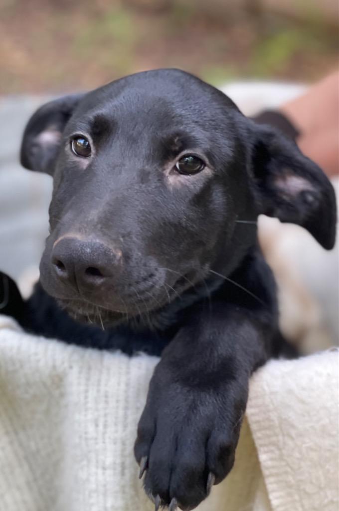 Becka, a Adoptable mixed breed in Gilmer, TX image 5/6