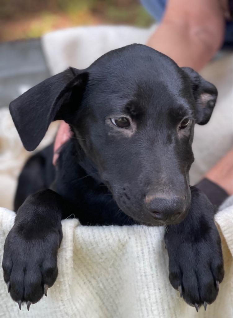 Becka, a Adoptable mixed breed in Gilmer, TX image 6/6