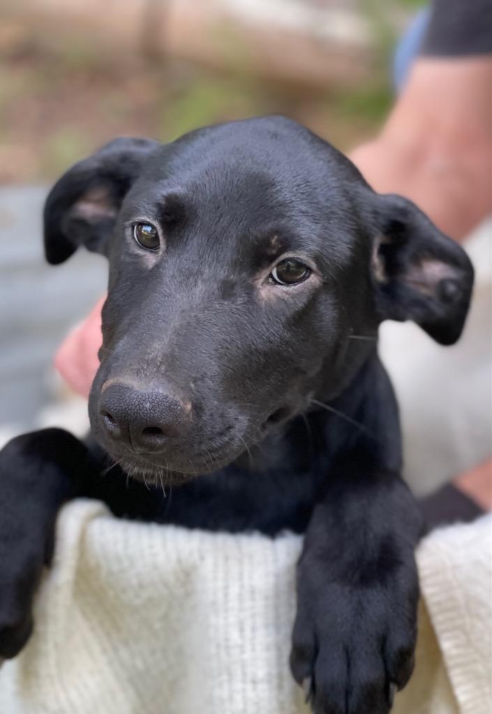 Enlarge Becka, a Adoptable mixed breed in Gilmer, TX image 6/6