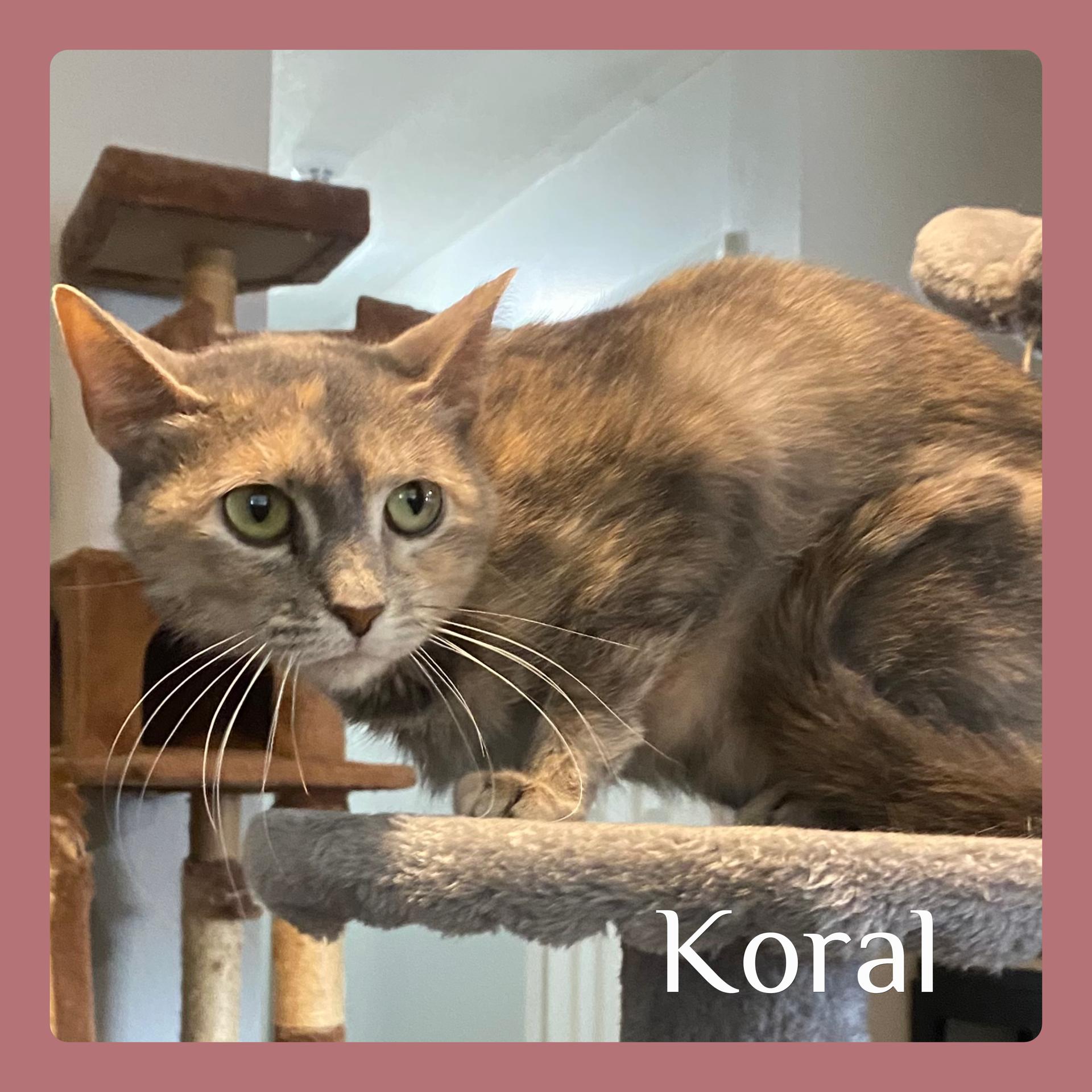 KORAL, an adoptable Dilute Tortoiseshell in Lawton, OK_image-1