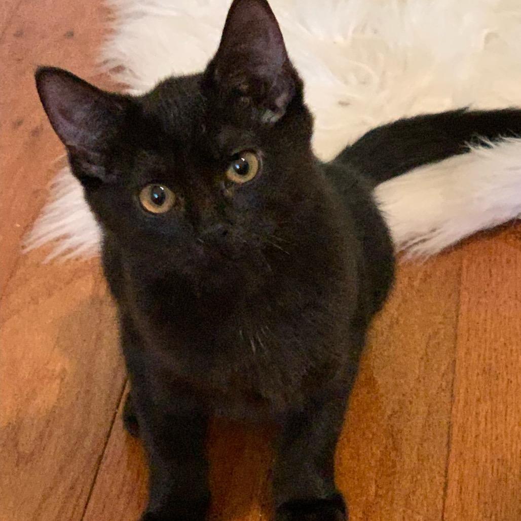 Enlarge Smudge, a Adoptable Domestic Short Hair in La Grange, KY image 1/3