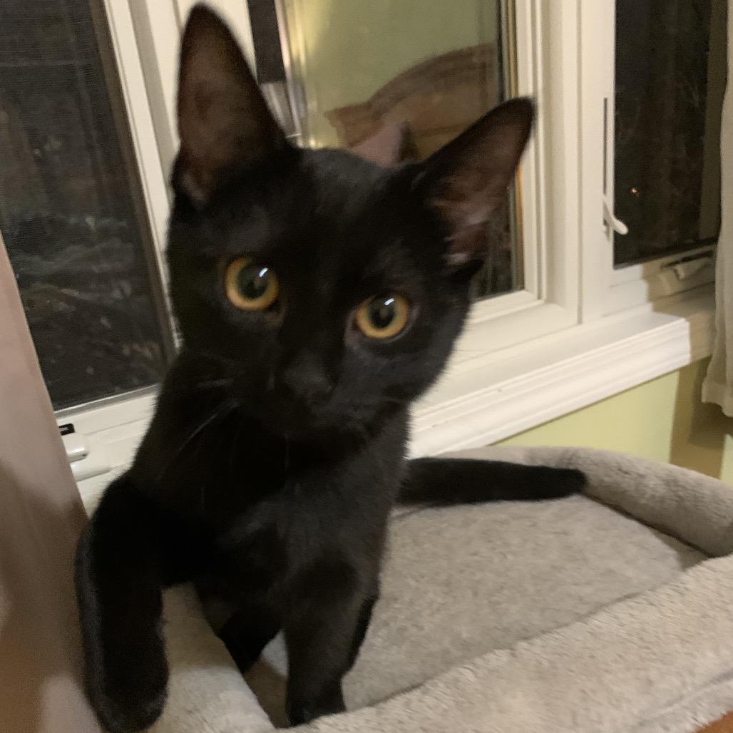 Enlarge Smudge, a Adoptable Domestic Short Hair in La Grange, KY image 2/3