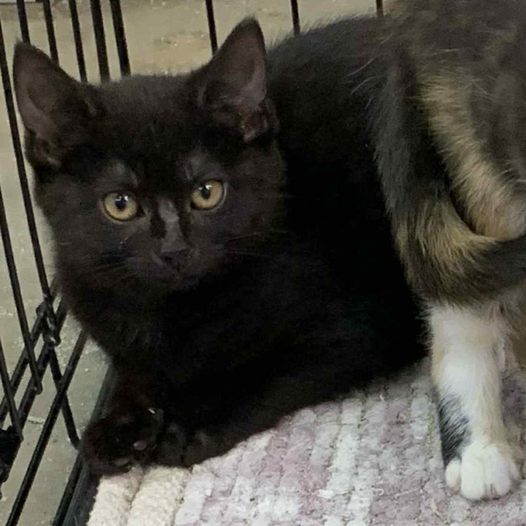 Enlarge Smudge, a Adoptable Domestic Short Hair in La Grange, KY image 3/3