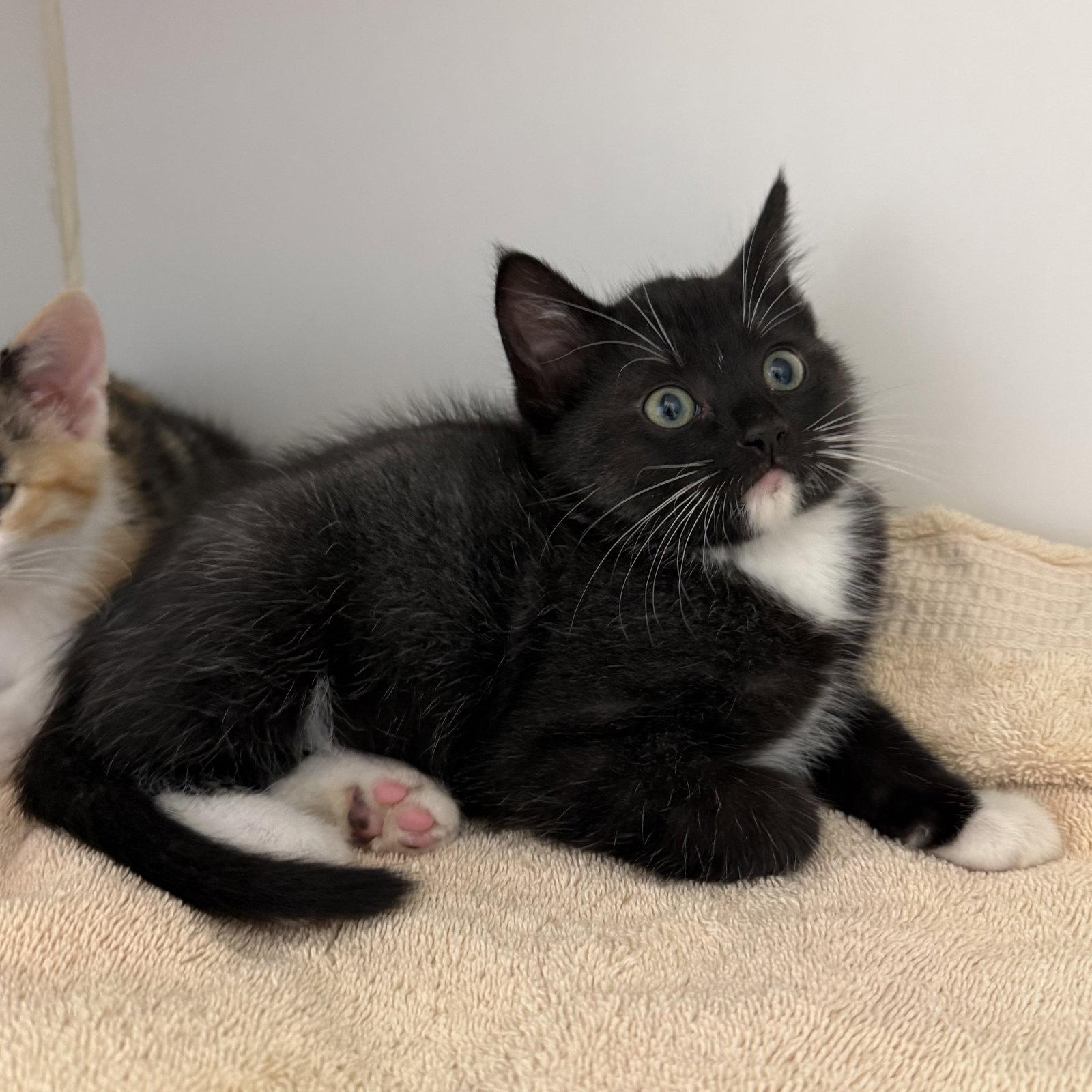 Jimmy, Adopted, Kitten Male Domestic Short Hair.