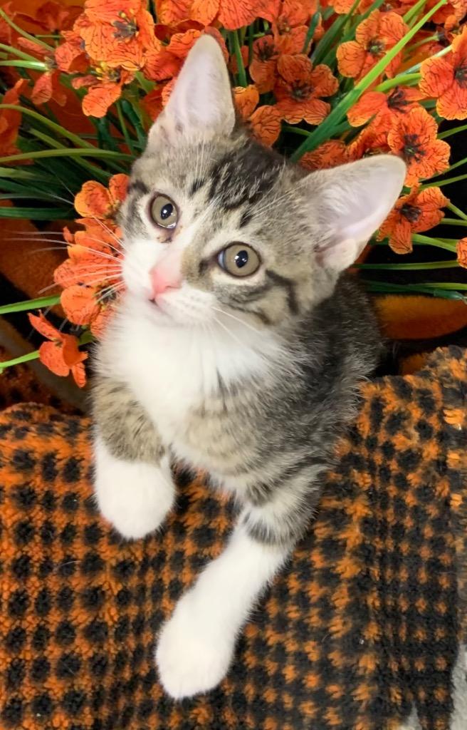 5/21/26 Zelda, Adoptable, Kitten Female Domestic Short Hair.