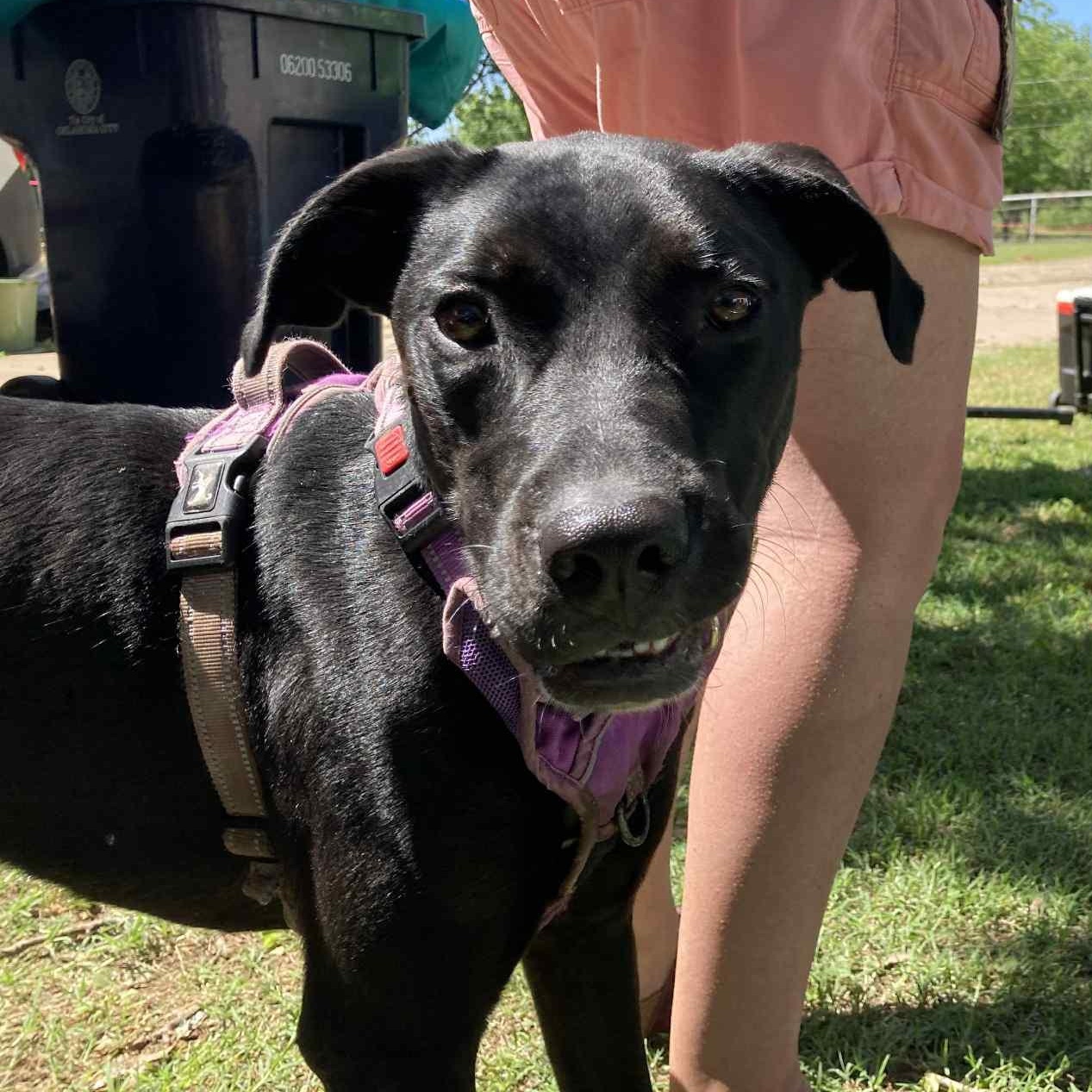 Enlarge Johnny, a Adoptable mixed breed in Oklahoma City, OK image 2/6