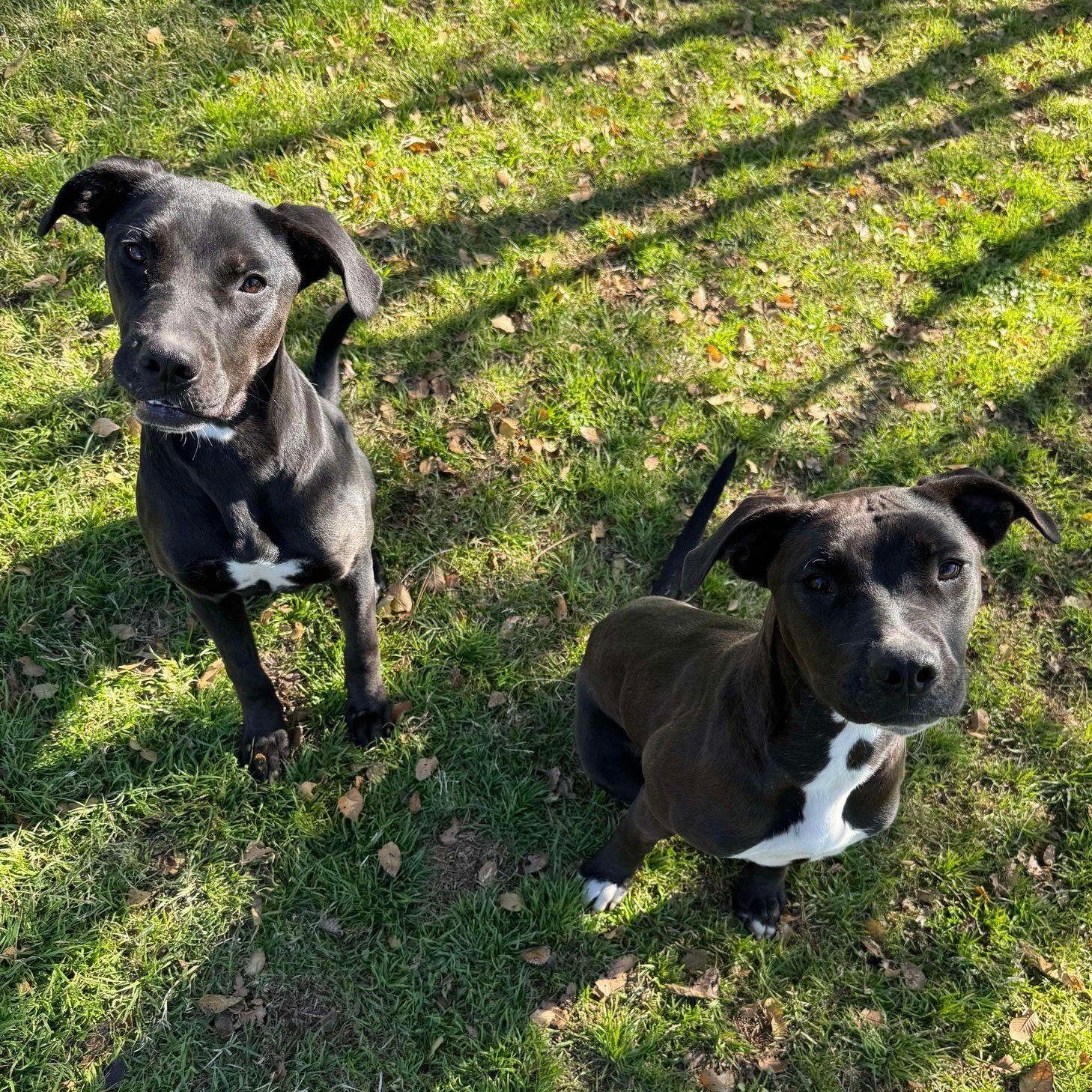 Enlarge Johnny, a Adoptable mixed breed in Oklahoma City, OK image 6/6
