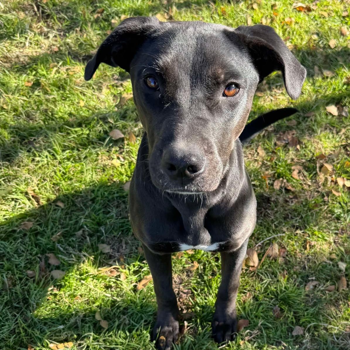 Enlarge Johnny, a Adoptable mixed breed in Oklahoma City, OK image 3/6