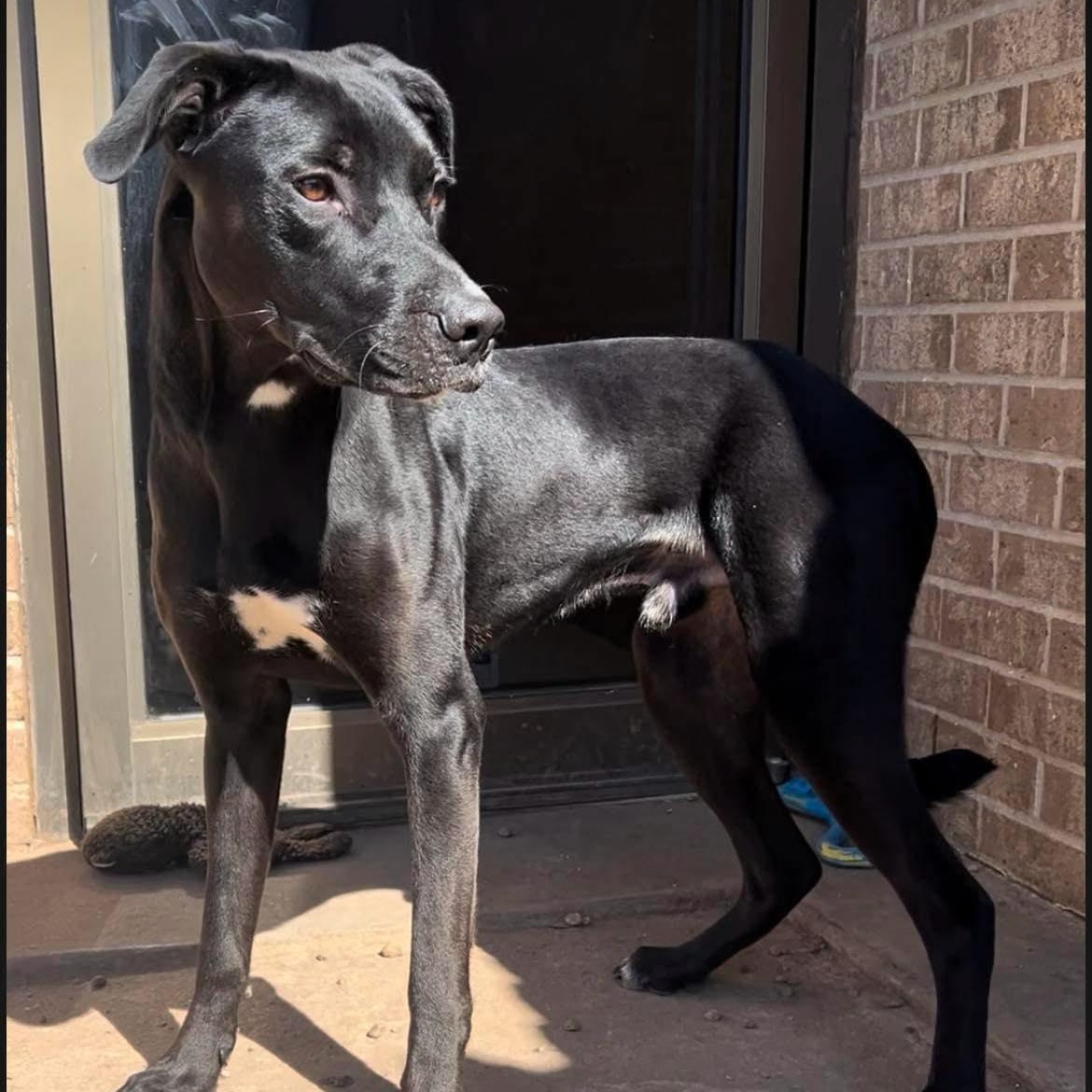 Enlarge Johnny, a Adoptable mixed breed in Oklahoma City, OK image 1/6