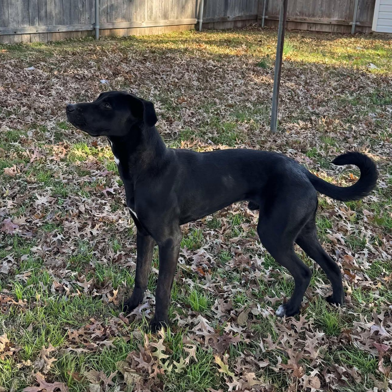 Enlarge Johnny, a Adoptable mixed breed in Oklahoma City, OK image 4/6