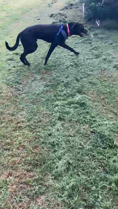 Enlarge Johnny, a Adoptable mixed breed in Oklahoma City, OK video 5/6