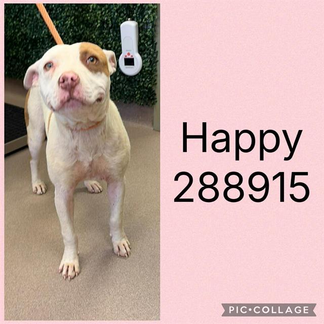 HAPPY, Adoptable, Young Female Pit Bull Terrier & Mixed Breed.