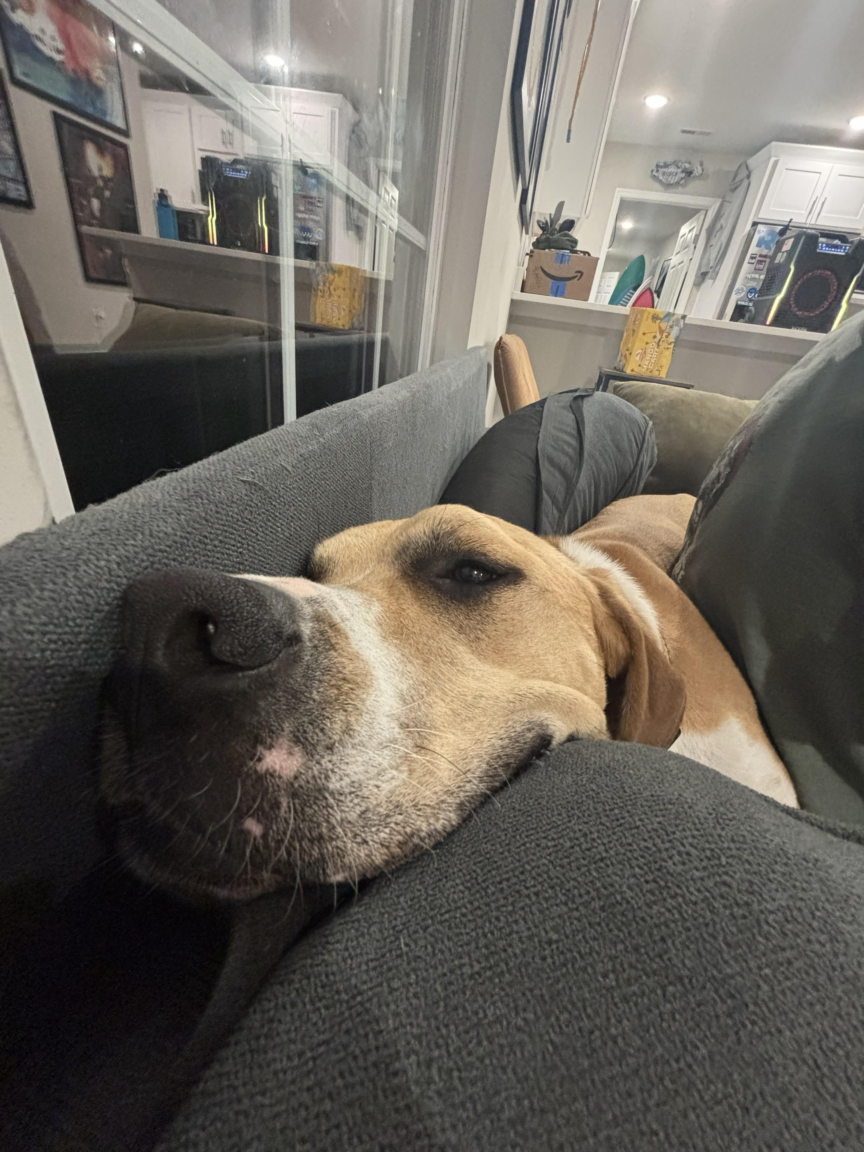 Enlarge Bodhi, a Adoptable mixed breed in Wilmington, NC image 3/3
