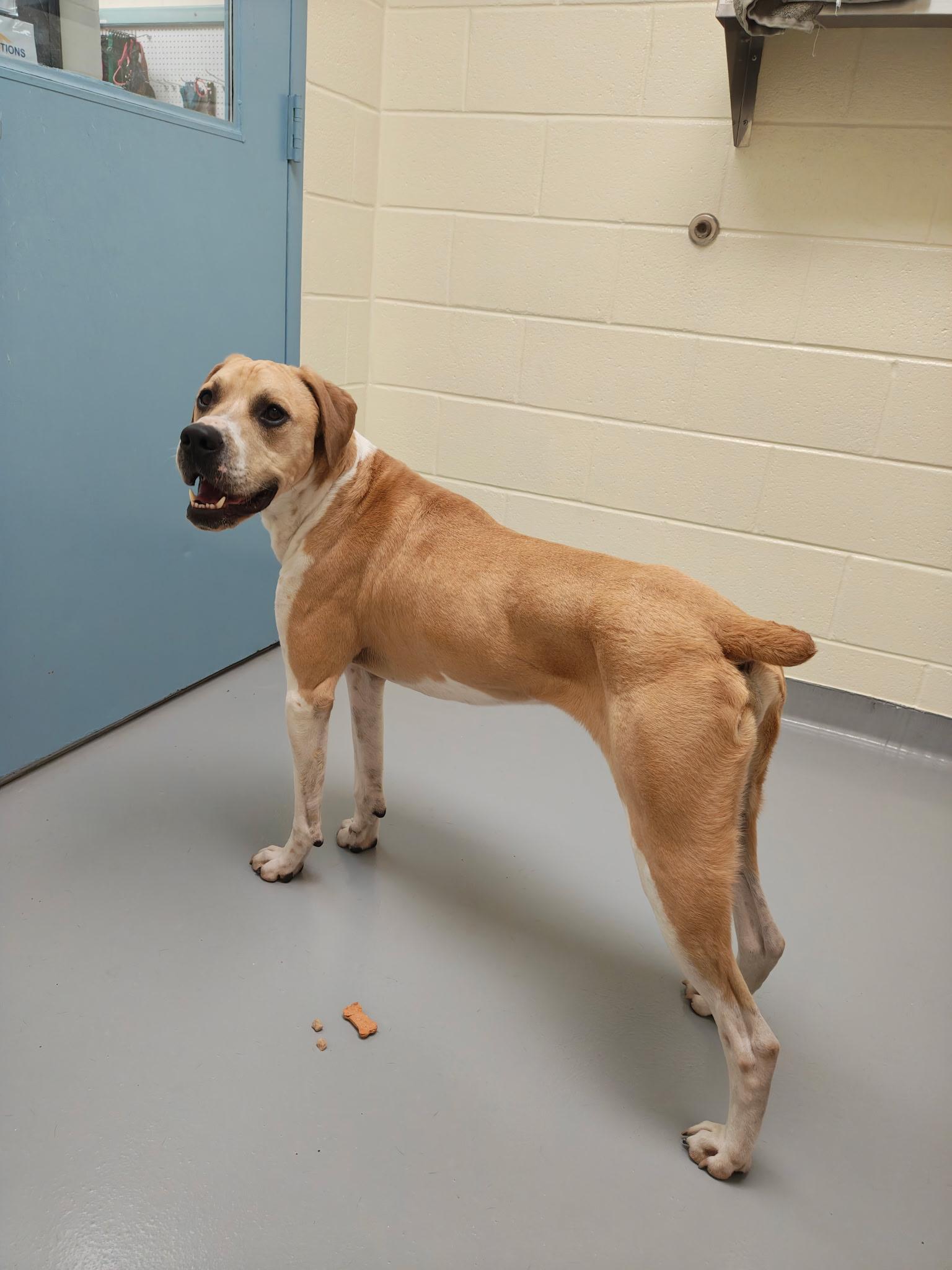 Enlarge Bodhi, a Adoptable mixed breed in Wilmington, NC image 2/3